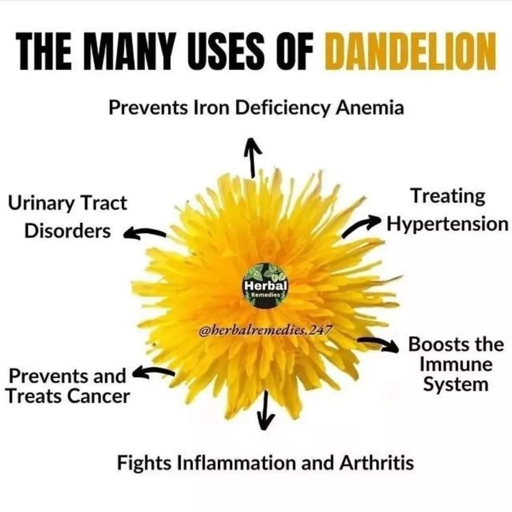 DANDETOX! Traditional/Jamaican Dandelion/Chicory-Roots-Seeds-Drip Grind. Sugar Cravings
