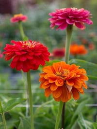 Image 2 of Tres Zinnias