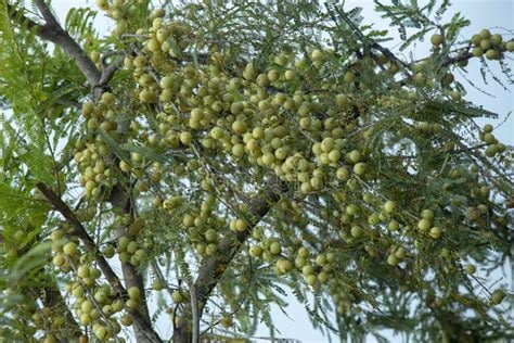 Cellular! Indian Gooseberry. Diabetes-Acidity-Liver-Weight-Memory-Joint Pain-Diuretic-Toxins-Hair-