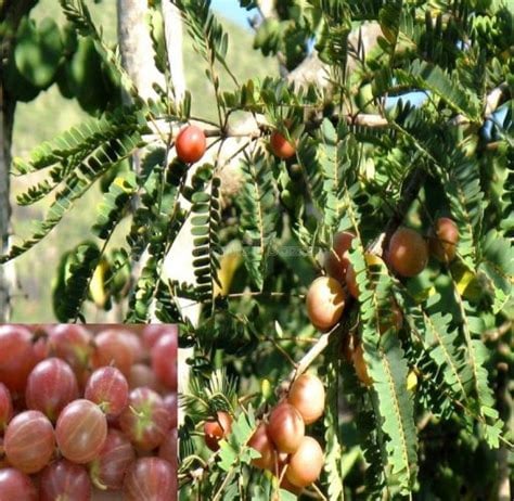 Cellular! Indian Gooseberry. Diabetes-Acidity-Liver-Weight-Memory-Joint Pain-Diuretic-Toxins-Hair-