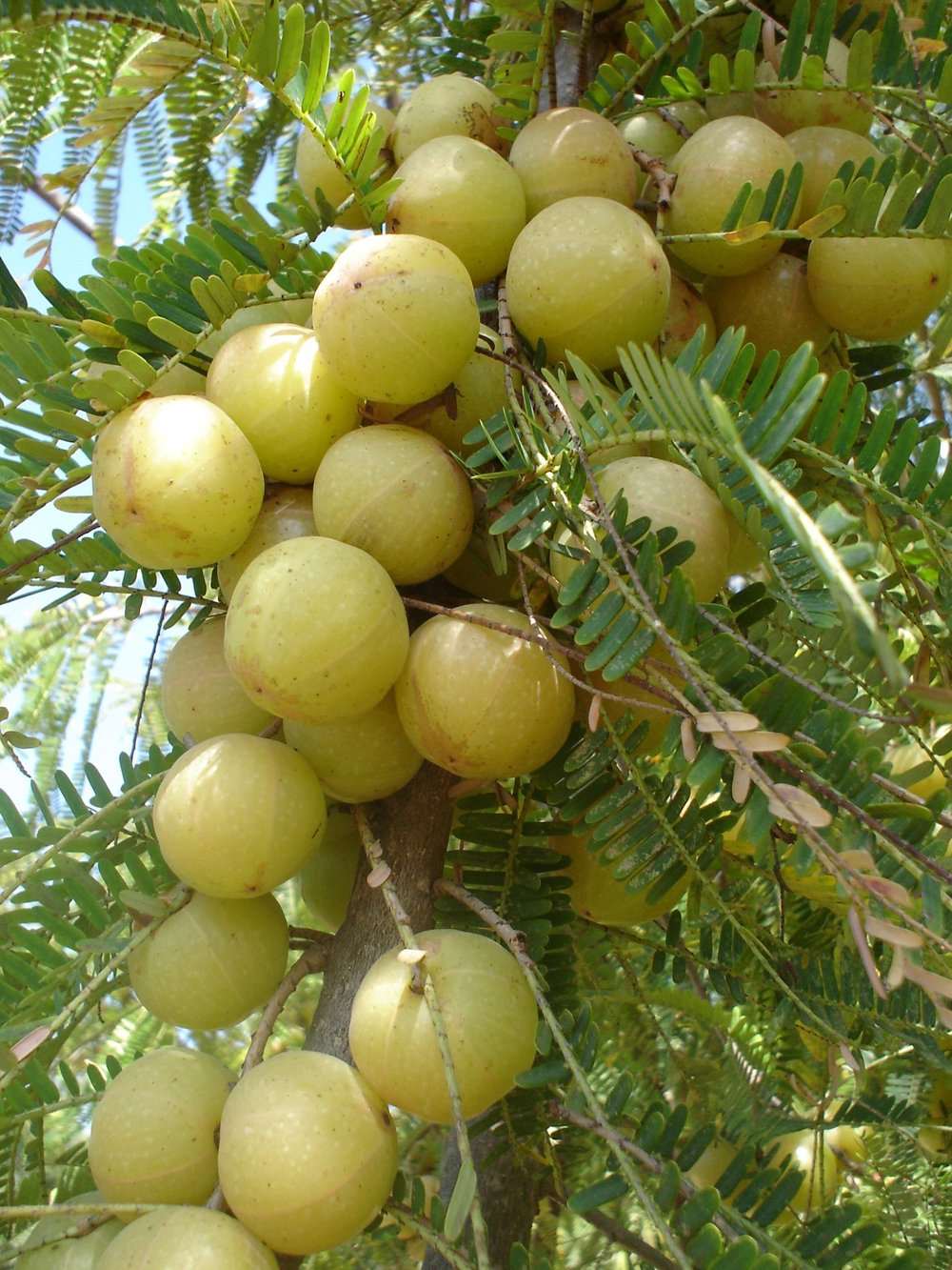 Cellular! Indian Gooseberry. Diabetes-Acidity-Liver-Weight-Memory-Joint Pain-Diuretic-Toxins-Hair-