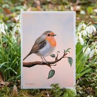 Image 2 of Robin | Postcard