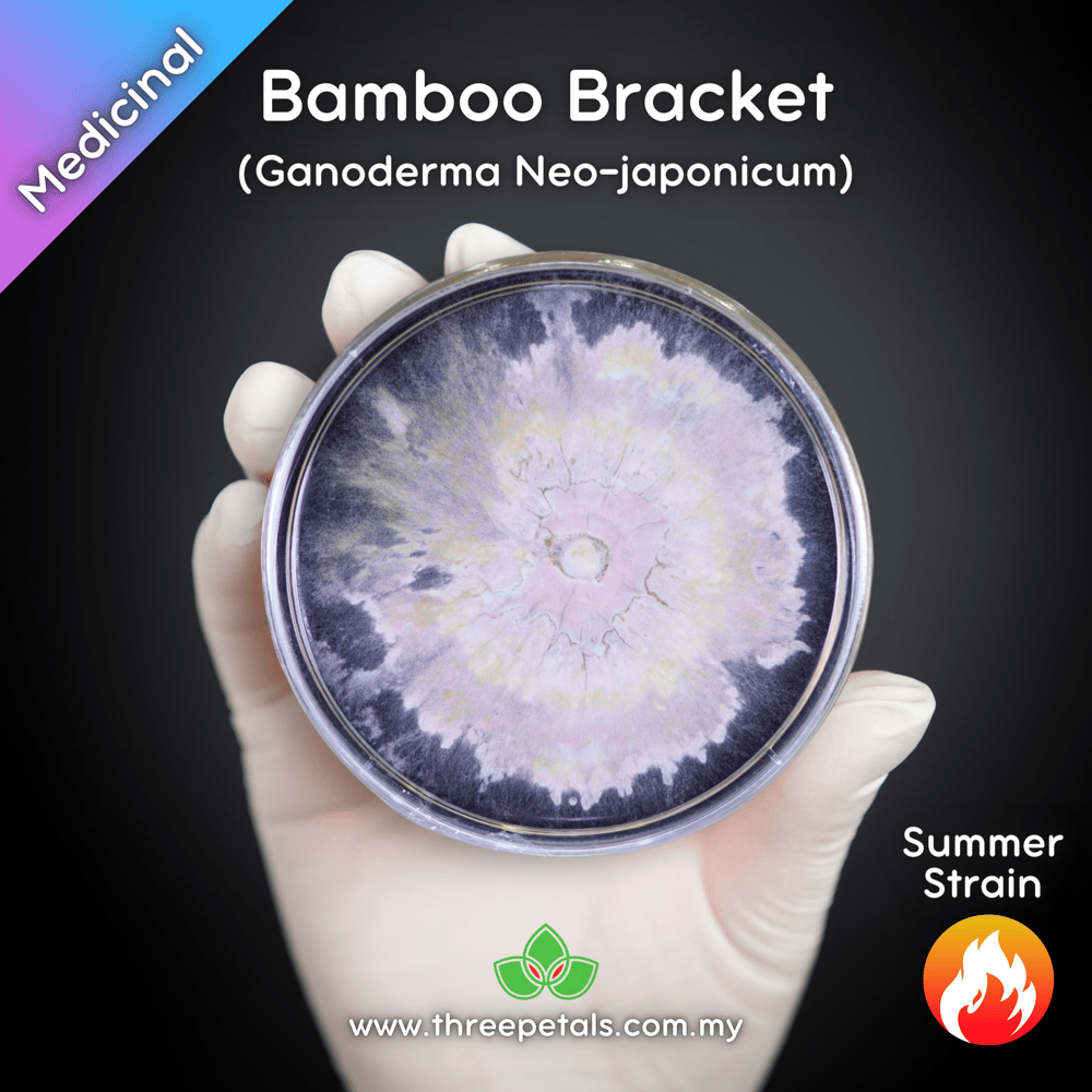 Bamboo Bracket (Ganoderma Neo-japonicum) Live Mycelium Mushroom Culture Spawn Seed