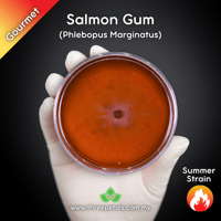 Image 1 of Salmon Gum (Phlebopus Marginatus) Live Mycelium Mushroom Culture Spawn Seed