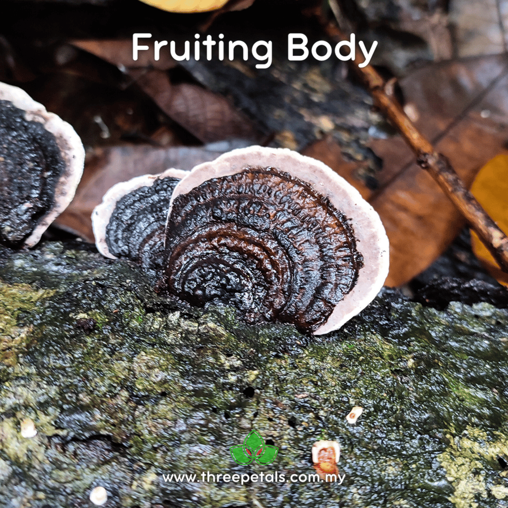 Southern Bracket (Ganoderma Australe) Live Mycelium Mushroom Culture Spawn Seed
