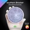 Southern Bracket (Ganoderma Australe) Live Mycelium Mushroom Culture Spawn Seed