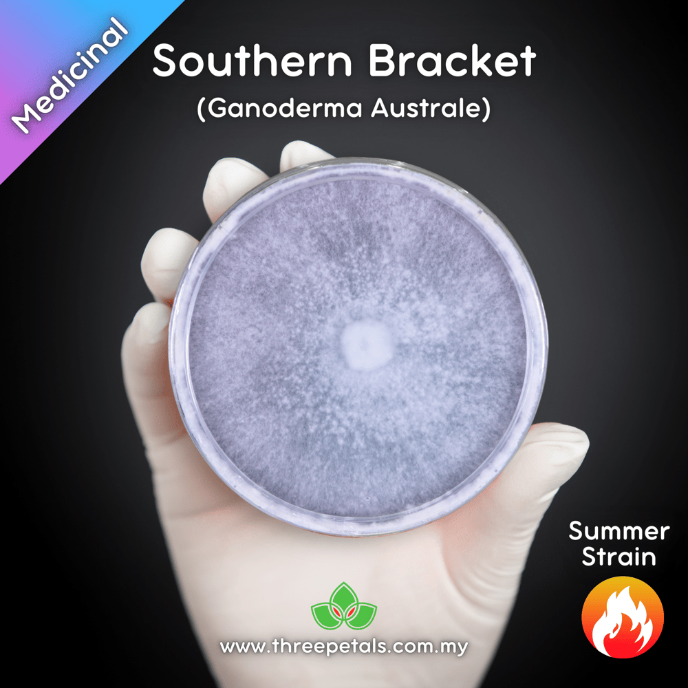 Southern Bracket (Ganoderma Australe) Live Mycelium Mushroom Culture Spawn Seed
