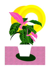 Image 2 of Calathea