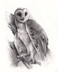 Barn Owl