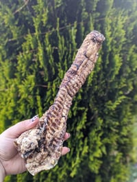 Long Trachea (Mixed 15-40cm) 