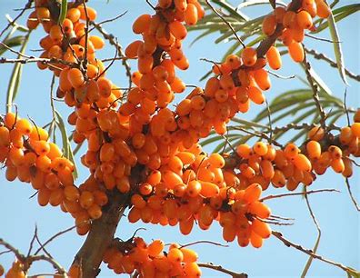 Scalp To Roots! Mushroom/Burdock/Nettle/Buckthorn/Cayenne/Cell Renewing Skin & Scalp Medicinal Oils