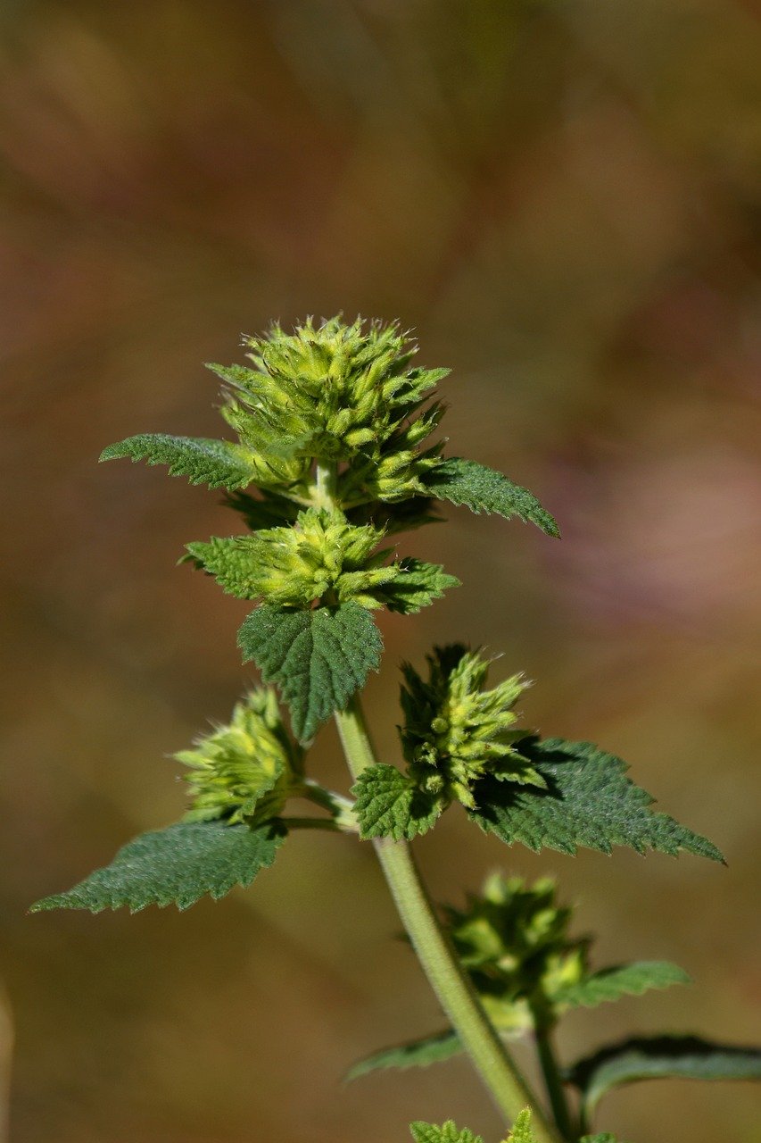 Scalp To Roots! Mushroom/Burdock/Nettle/Buckthorn/Cayenne/Cell Renewing Skin & Scalp Medicinal Oils