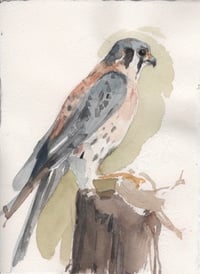 American Kestrel