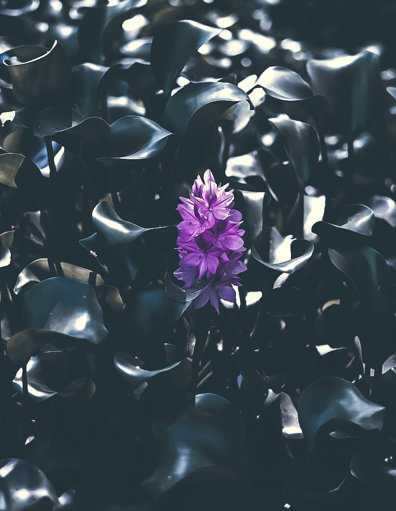 Image of Bloom.