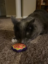 Pro Wrestling Pets Catnip Toy (Small)