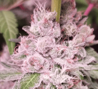 Image 3 of Concealed Cherry 
