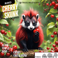 Image 2 of Timberline Select ~ Red Cherry Skunk Auto 