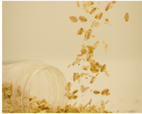 Oatmeal Soap