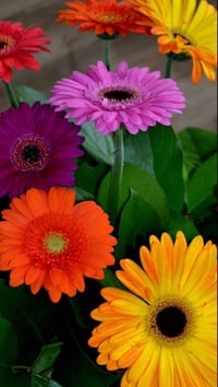 Image 2 of Gerberas 2