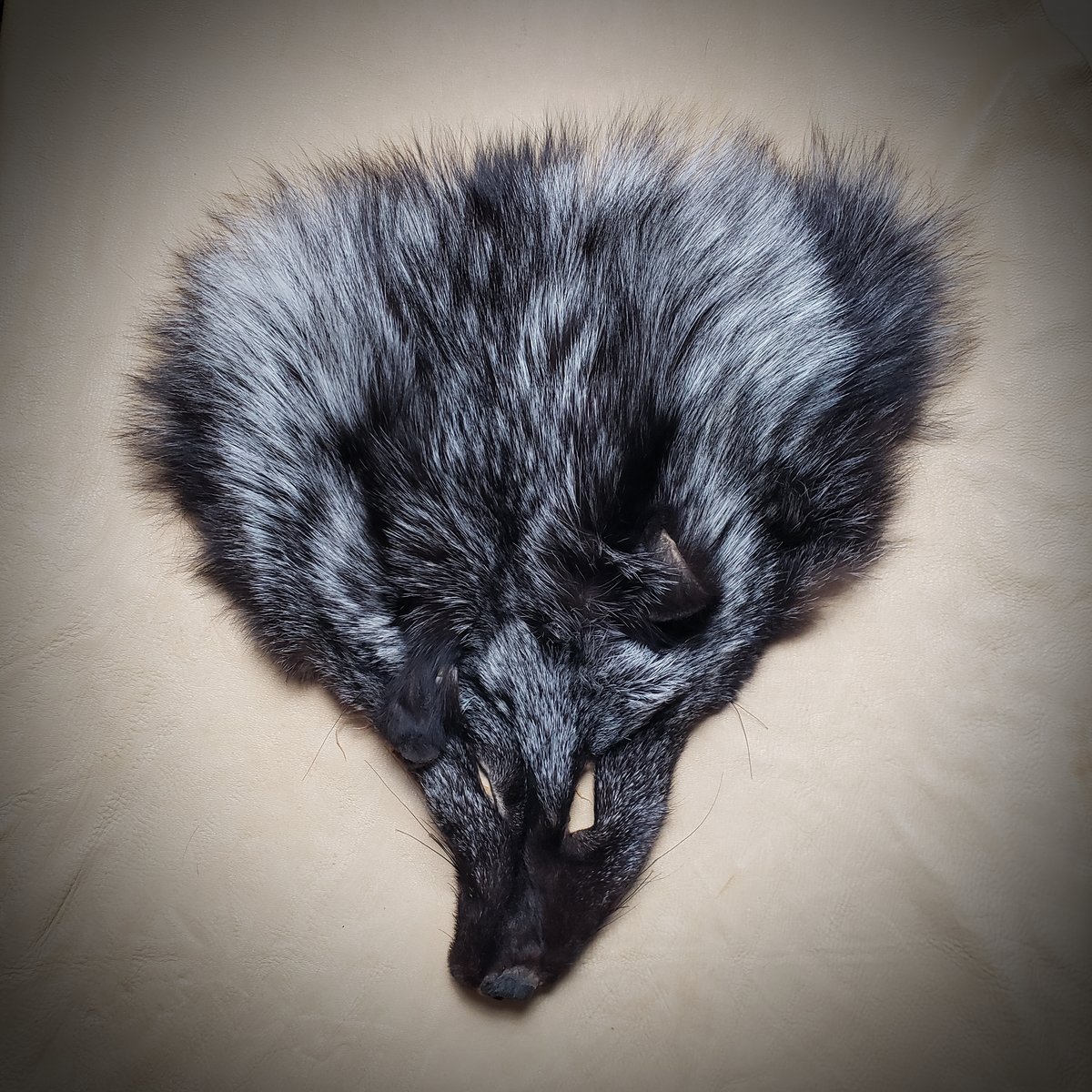 Image of Silver Fox Face