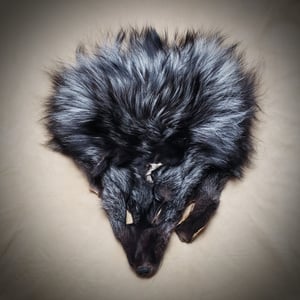 Image of Silver Fox Face