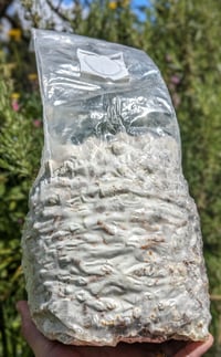 Image 1 of Plug Spawn Bag 500/1000 ct