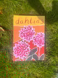 Image 3 of Pink dahlias