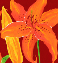 Image 3 of Lillies