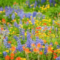 Image 7 of Campo de Flores 1