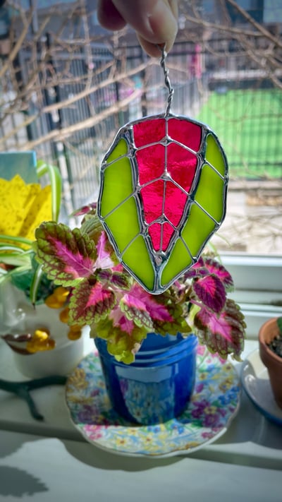 Image of Pink and green coleus