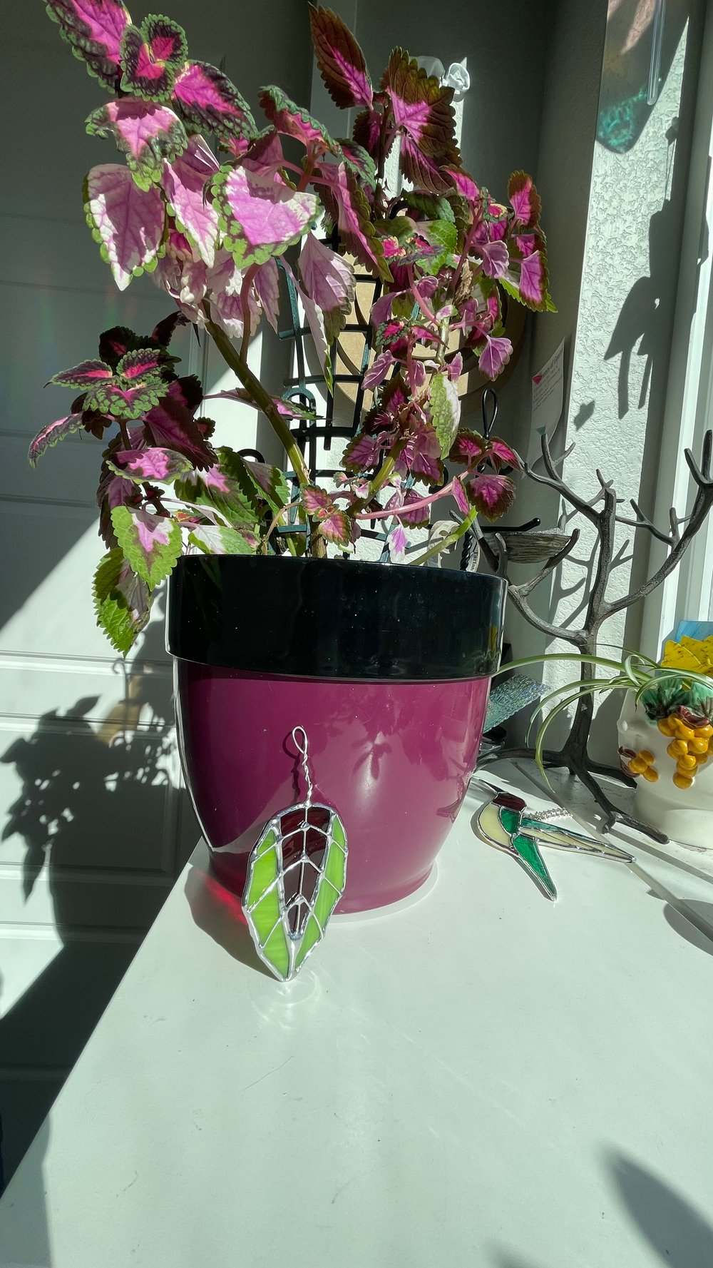 Image of Pink and green coleus