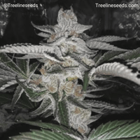 Image 3 of Timberline Select ~ Sticky Crow
