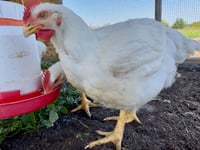 Image 2 of Pastured Chicken