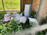 Image 1 of Pastured Chicken