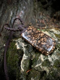 Image 1 of Fossilised Coral