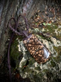 Image 2 of Fossilised Coral