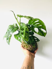 Monstera “Monkey”  Kokedama 