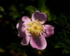 "Wild Rose in the Morning"
