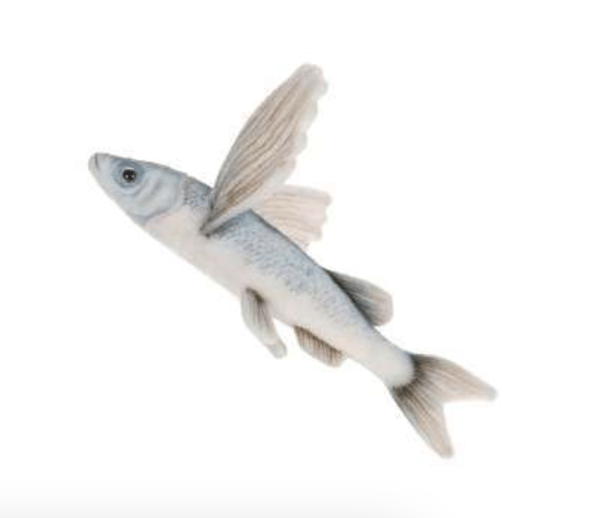 Image of Flying Fish (that's right!)