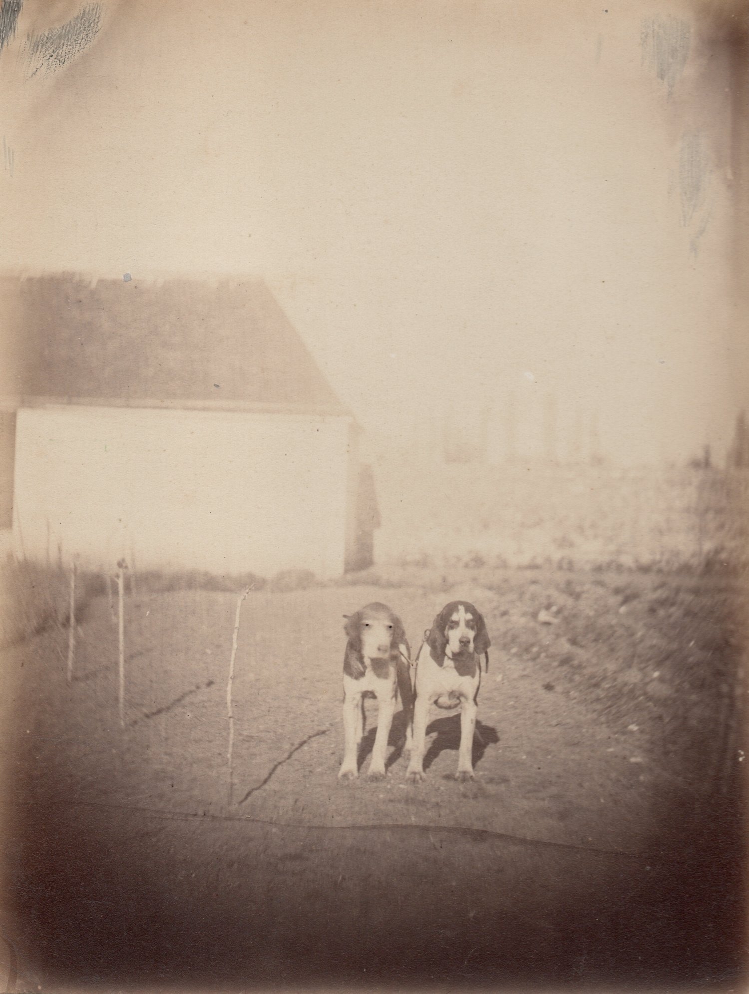 Image of Odart de Parigny: two dogs at the château, France ca. 1862