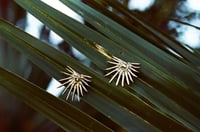 Image 1 of Brass Palmetto Earrings / Pins
