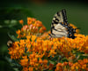 Butterfly and Bee On Butterfly Weed