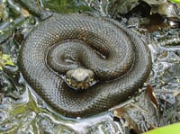 Image 4 of Cottonmouth Bolo