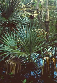 Image 2 of Brass Palmetto Earrings / Pins