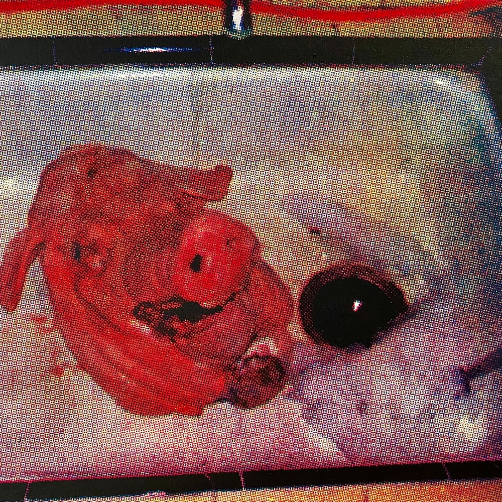 Image of 'pig head' print