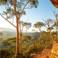 Image 1 of Australian Bush