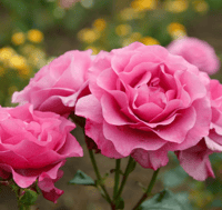 Image 1 of Bulgarian Rose