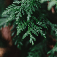 Image 1 of Christmas Cedar