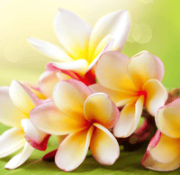 Image 1 of Frangipani