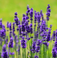 Image 1 of Lavender